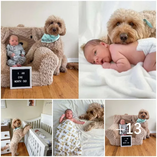 Endearing Determination: Dog Insists on Joining Newborn Photoshoot, Expressing its Adorable Love and Protection for the Baby